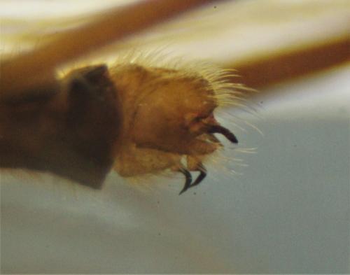 Molophilus propinquus